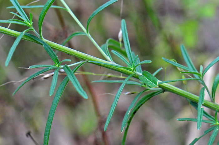 Veiny Brickellbush is a perennial member of the Aster family that grows up to 2 feet (60 cm) or more. This species has linear to oblong-linear leaves. Each leaf has 3 prominent mid-veins and either dentate or entire margins. Brickellia venosa